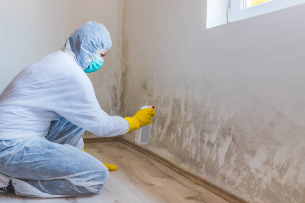 Licensed Mold Remediation service in Alpine, NJ - 24 Hour Mold Removal