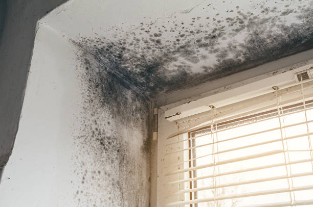 Affordable Mold Remediation solutions in Alpine, NJ